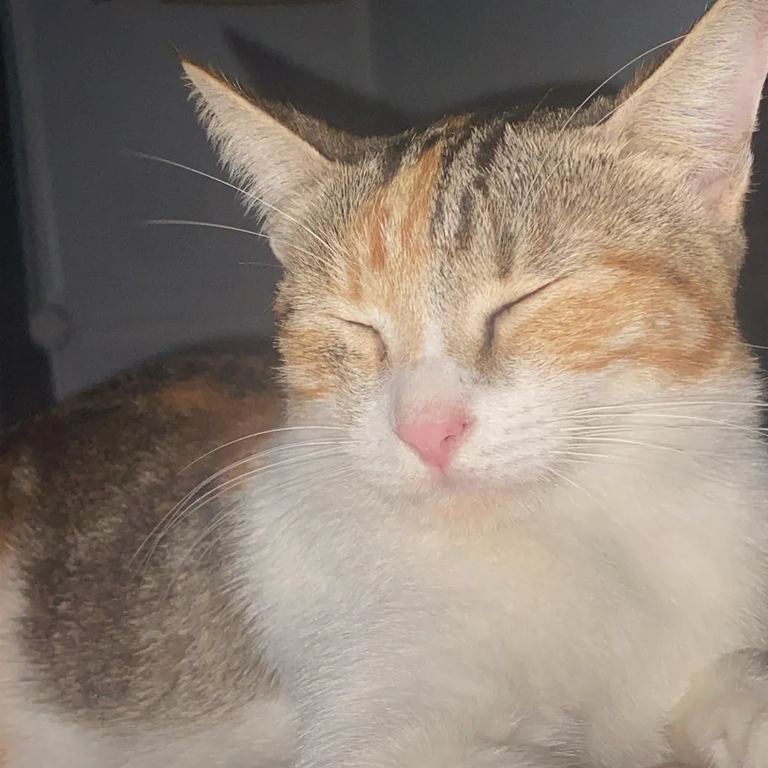 Giày Asics Court Ff 3 Novak 1041a522-968